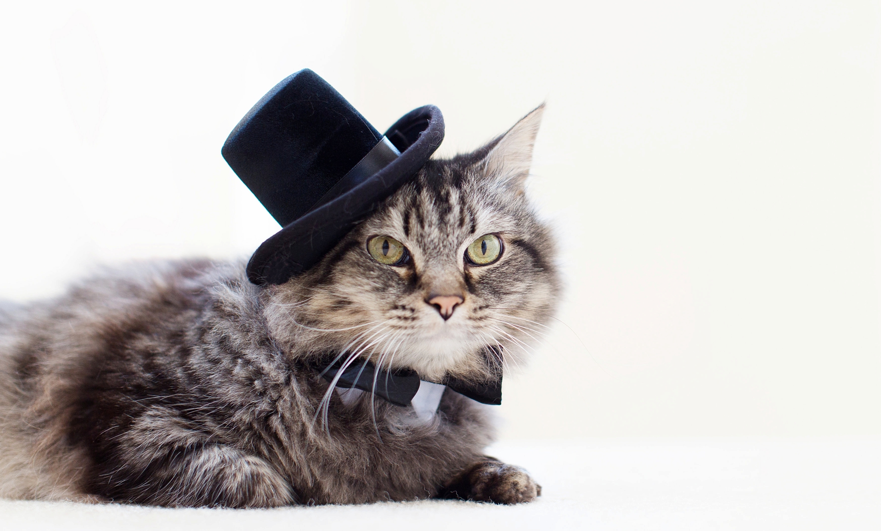 Cat in a tuxedo by Elle Danielle Photography